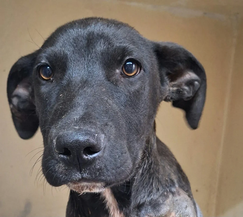 Novedades sobre el perrito arrastrado por un vehículo: cómo está y qué pasará ahora